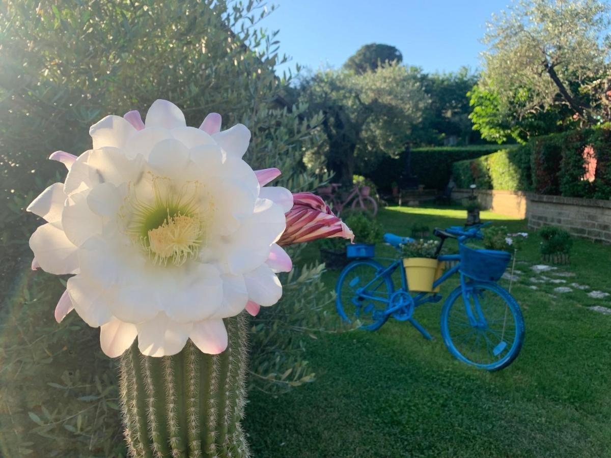 L' Ulivo Bed&Breakfast Teramo Esterno foto